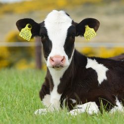 Enhancing Calf Welfare with Artificial Intelligence