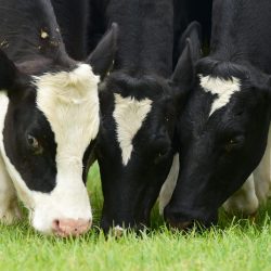 RTE Brainstorm – How genetics has changed the science of animal breeding